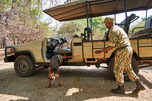 Demonstration of Conservation South Luangwa with anti-poaching dogs