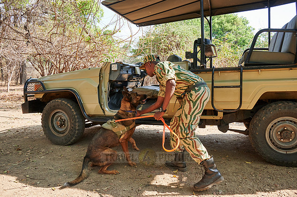 Demonstration of Conservation South Luangwa with anti-poaching dogs