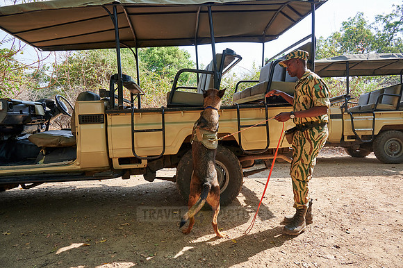 Demonstration of Conservation South Luangwa with anti-poaching dogs