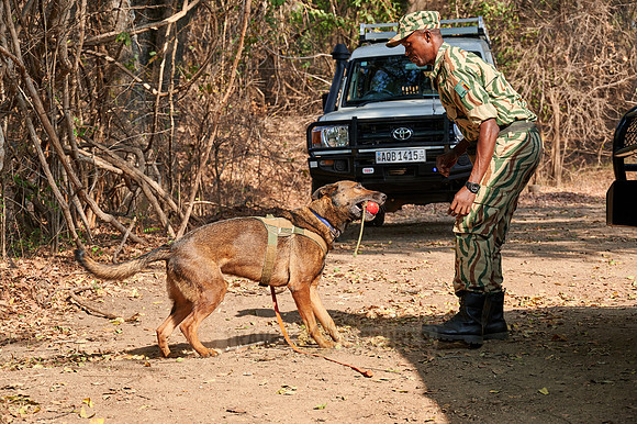 Demonstration of Conservation South Luangwa with anti-poaching dogs