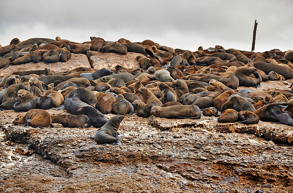 Colony of brown fur seal