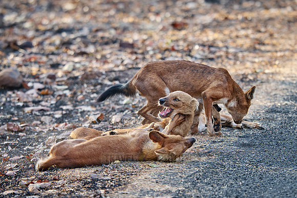pack of dhole (Cuon alpinus) or indian wild dog