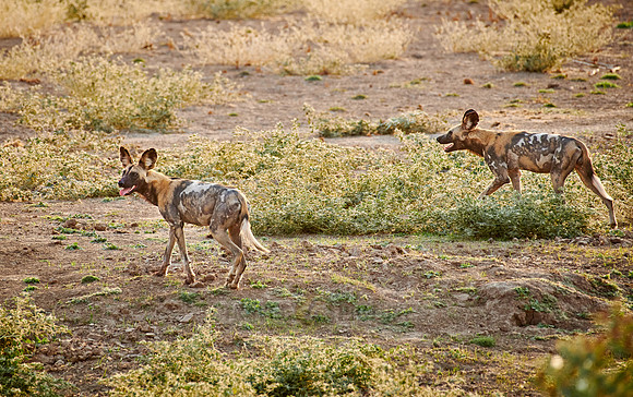 hunting pack of African wild dog (Lycaon pictus)
