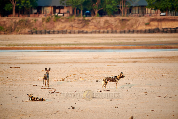 pack of African wild dog or painted dog at Luangwa River
