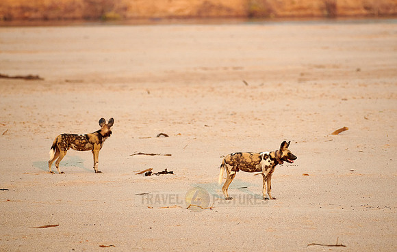 pack of African wild dog or painted dog at Luangwa River