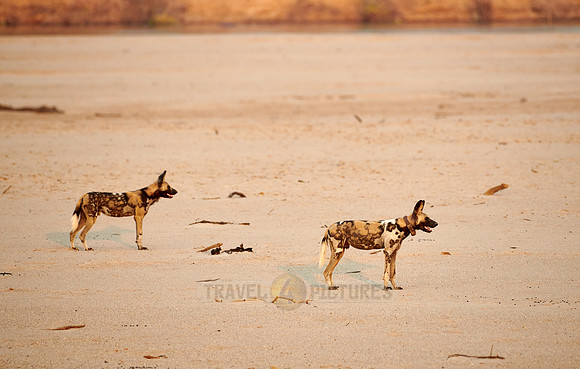 pack of African wild dog or painted dog at Luangwa River