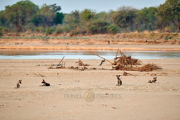 pack of African wild dog or painted dog at Luangwa River