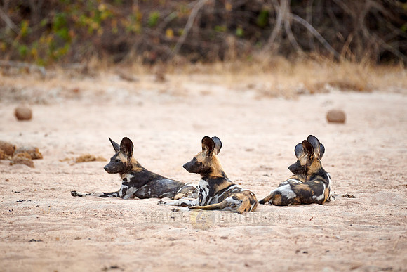 pack of African wild dog (Lycaon pictus) or painted dog