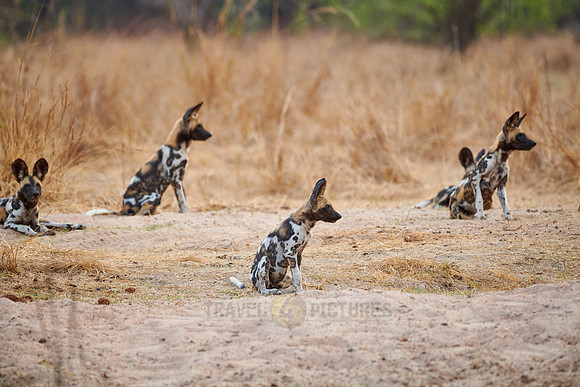 pack of African wild dog (Lycaon pictus) or painted dog