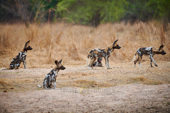 African wild dogs (Lycaon pictus)
