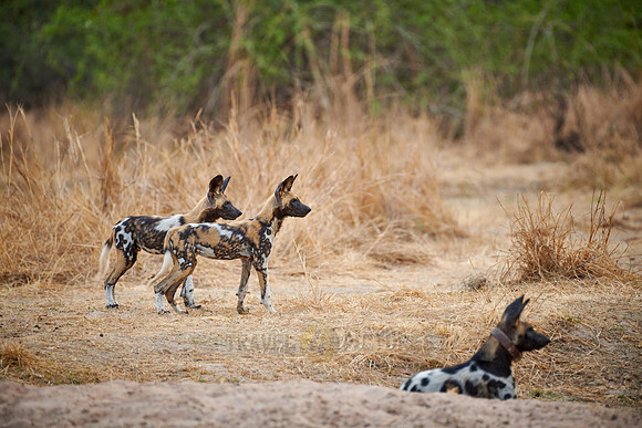 African wild dog puppies
