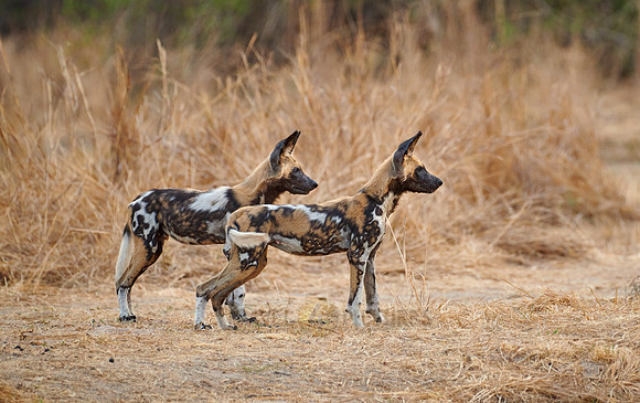 African wild dog puppies