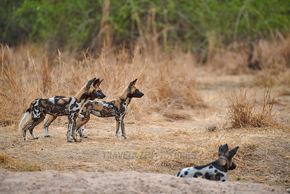 African wild dog puppies