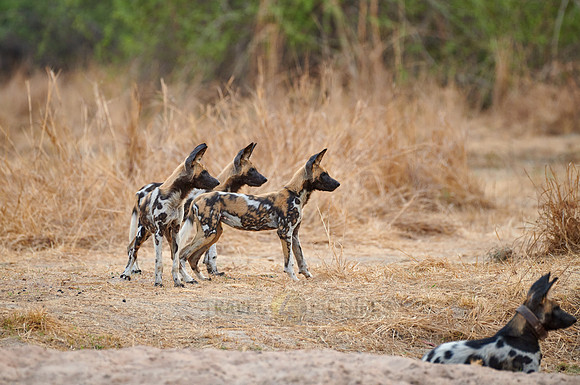 African wild dog puppies