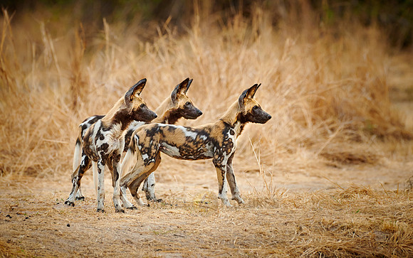 African wild dog puppies