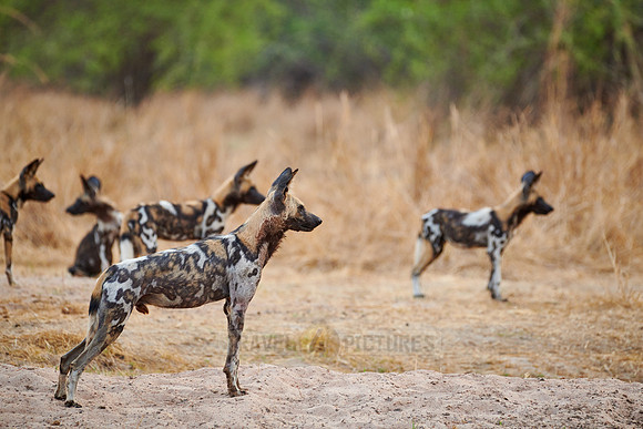 pack of African wild dog (Lycaon pictus) or painted dog