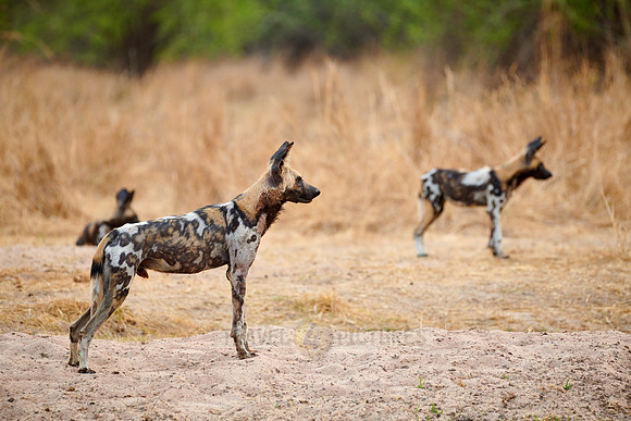 pack of African wild dog (Lycaon pictus) or painted dog