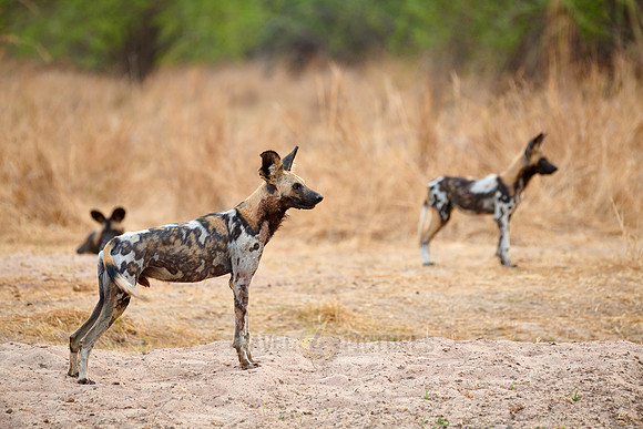 pack of African wild dog (Lycaon pictus) or painted dog