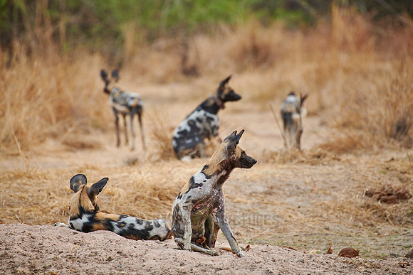 pack of African wild dog (Lycaon pictus) or painted dog