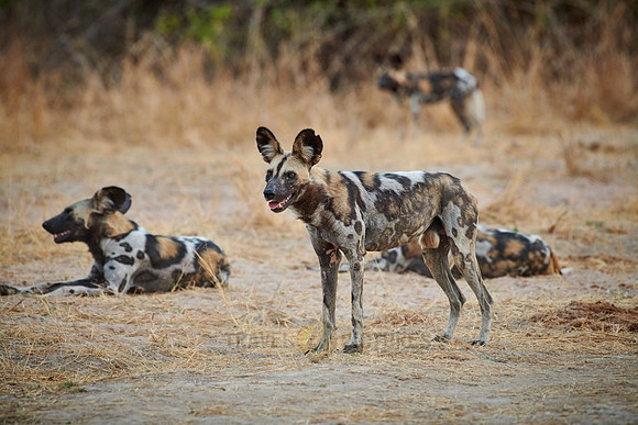 African wild dog (Lycaon pictus)