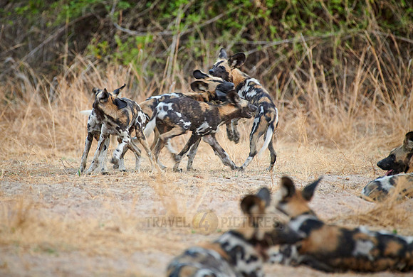 pack of playful African wild dog (Lycaon pictus)