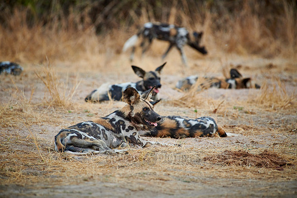 pack of African wild dog (Lycaon pictus) or painted dog