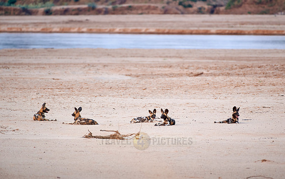 pack of African wild dog or painted dog at Luangwa River