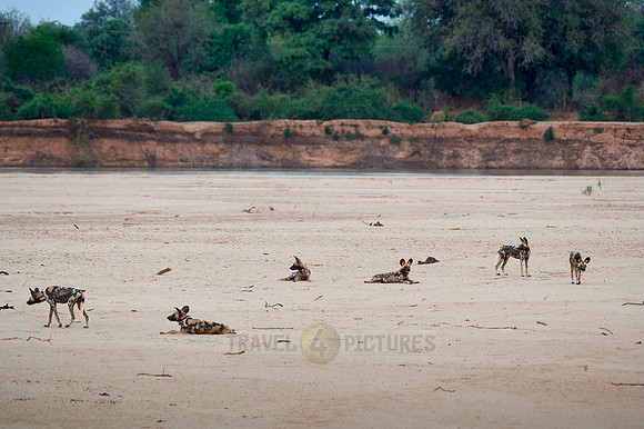 pack of African wild dog or painted dog at Luangwa River