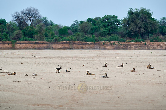 pack of African wild dog or painted dog at Luangwa River
