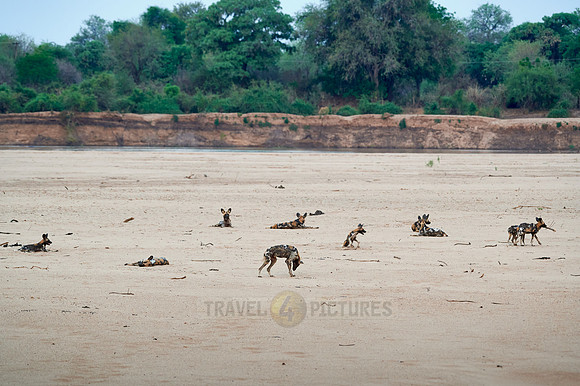 pack of African wild dog or painted dog at Luangwa River