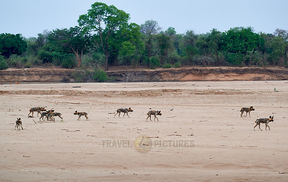 pack of playful African wild dog