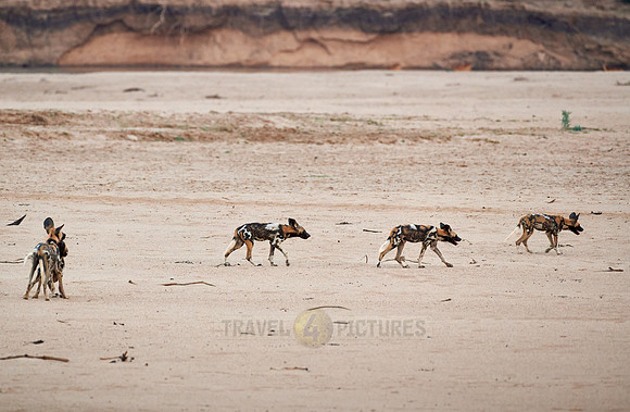 pack of playful African wild dog