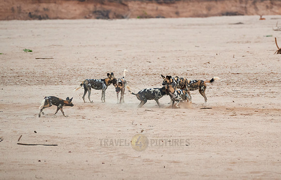 pack of playful African wild dog