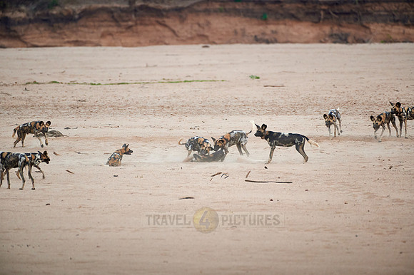 pack of playful African wild dog