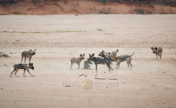 pack of playful African wild dog