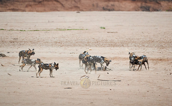 pack of playful African wild dog