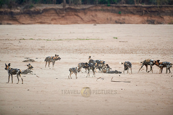 pack of playful African wild dog