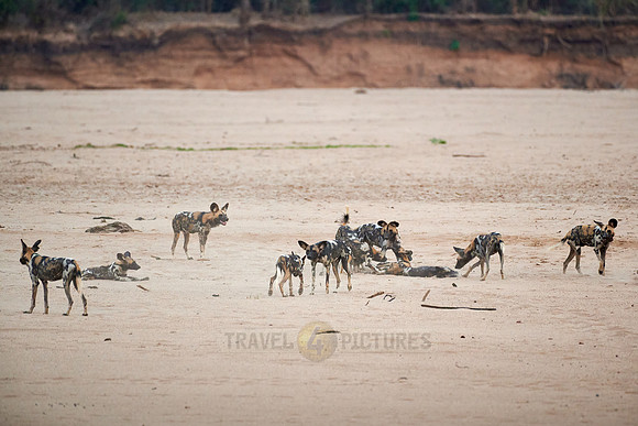 pack of playful African wild dog
