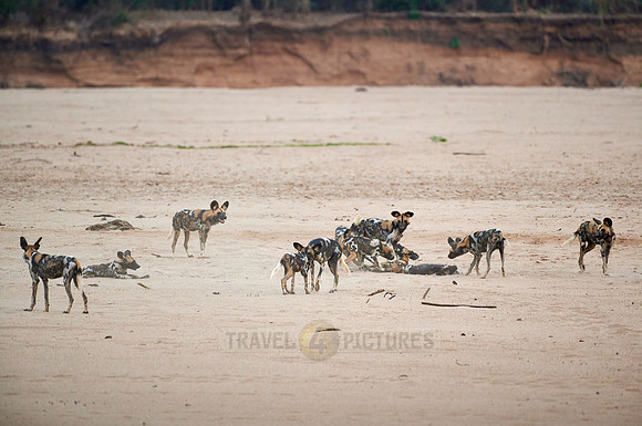 pack of playful African wild dog