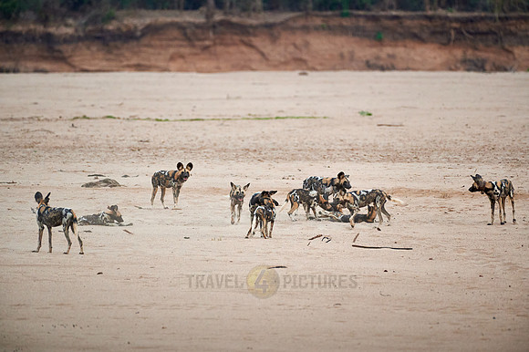 pack of playful African wild dog