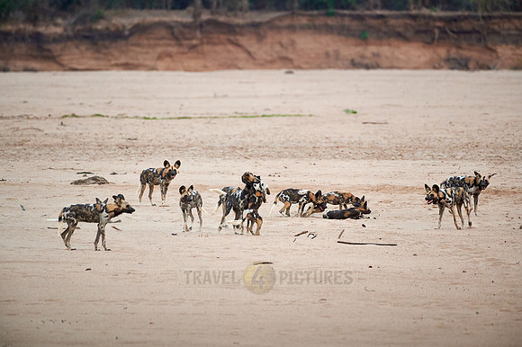 pack of playful African wild dog