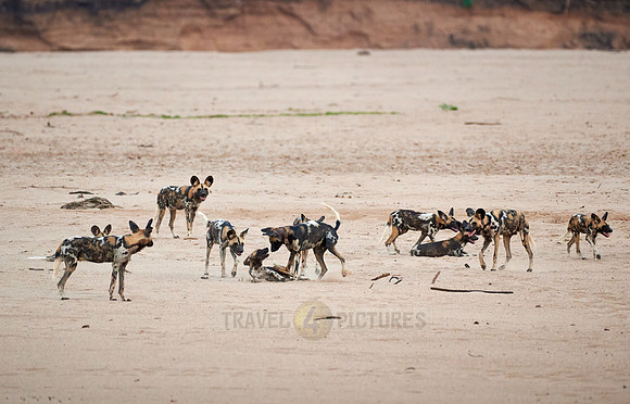 pack of playful African wild dog