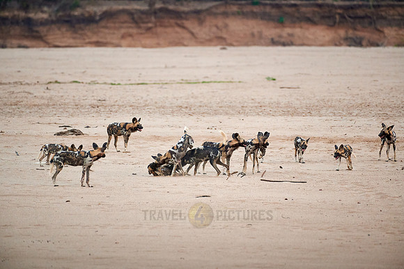 pack of playful African wild dog