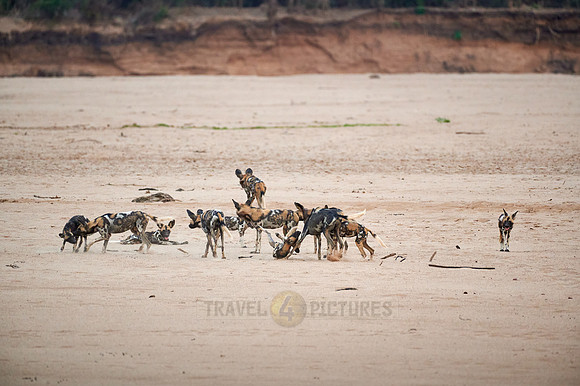 pack of playful African wild dog