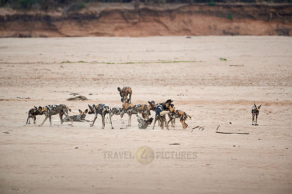 pack of playful African wild dog