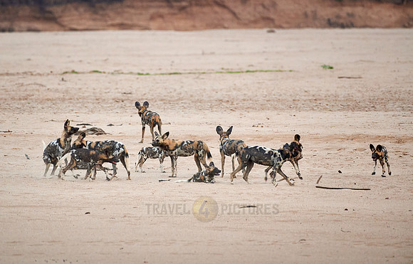 pack of playful African wild dog