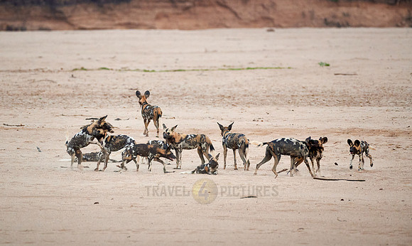 pack of playful African wild dog