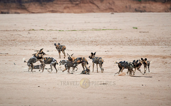 pack of playful African wild dog