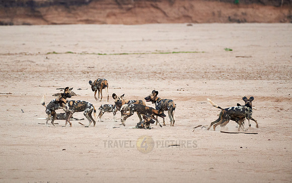 pack of playful African wild dog