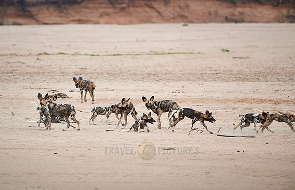 pack of playful African wild dog